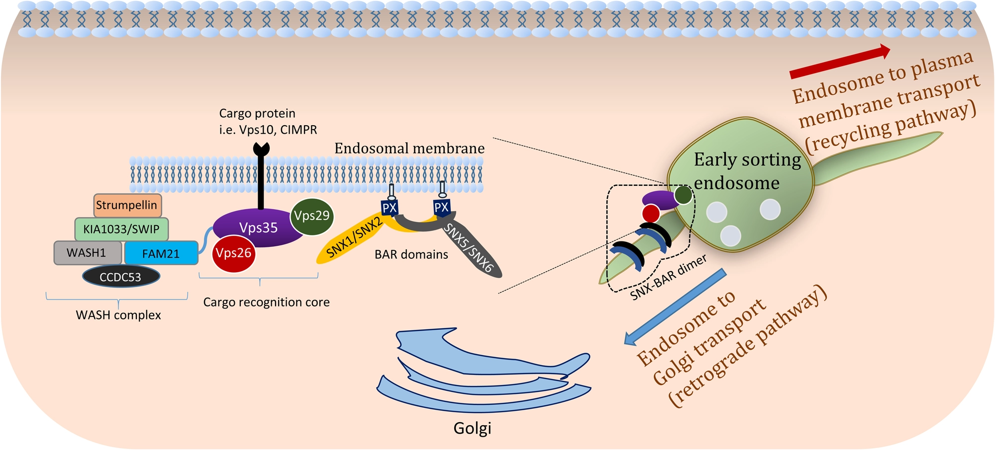Endosomal sorting and trafficking, the retromer complex and neurodegeneration