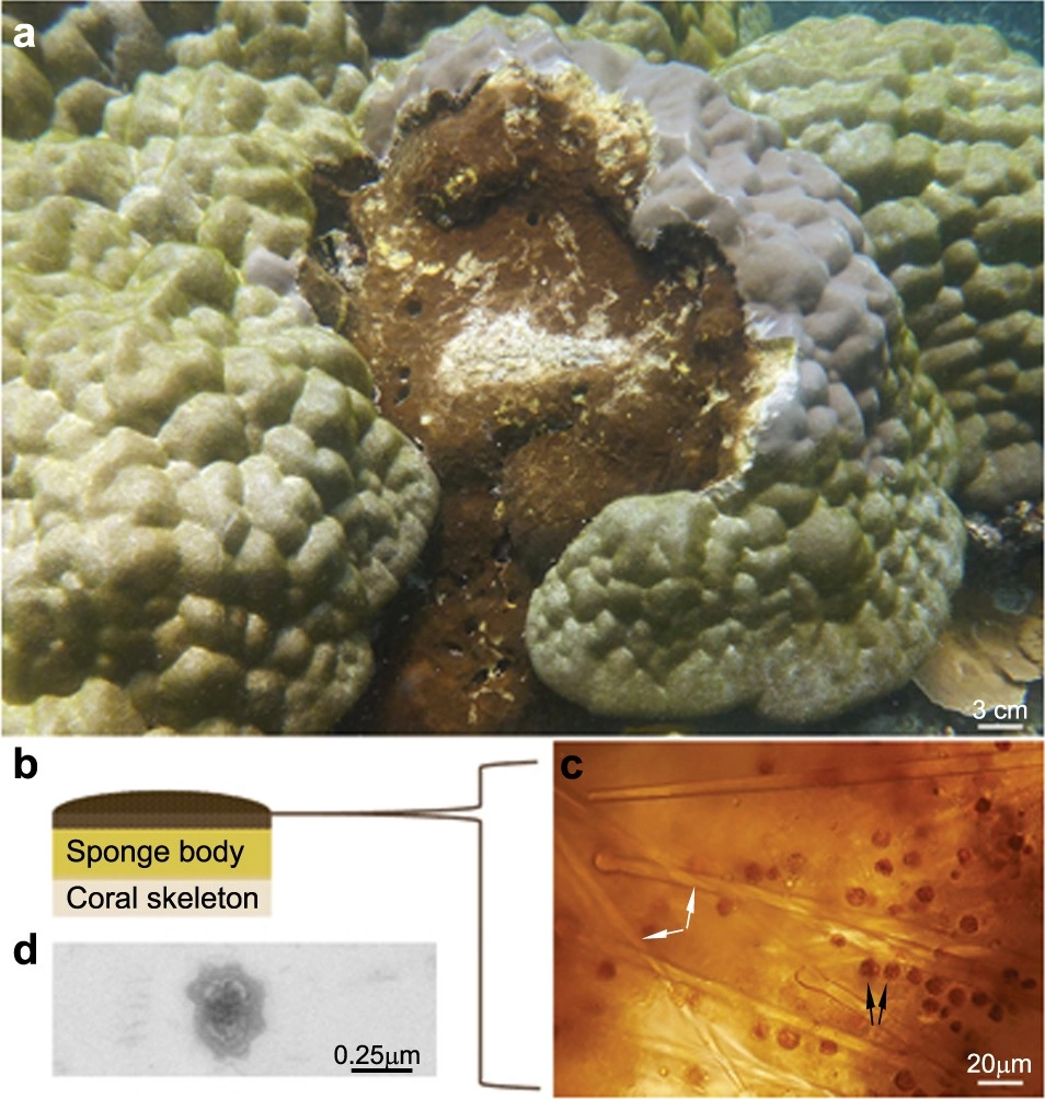 Single-cell measurement of ammonium and bicarbonate uptake within a photosymbiotic bioeroding sponge