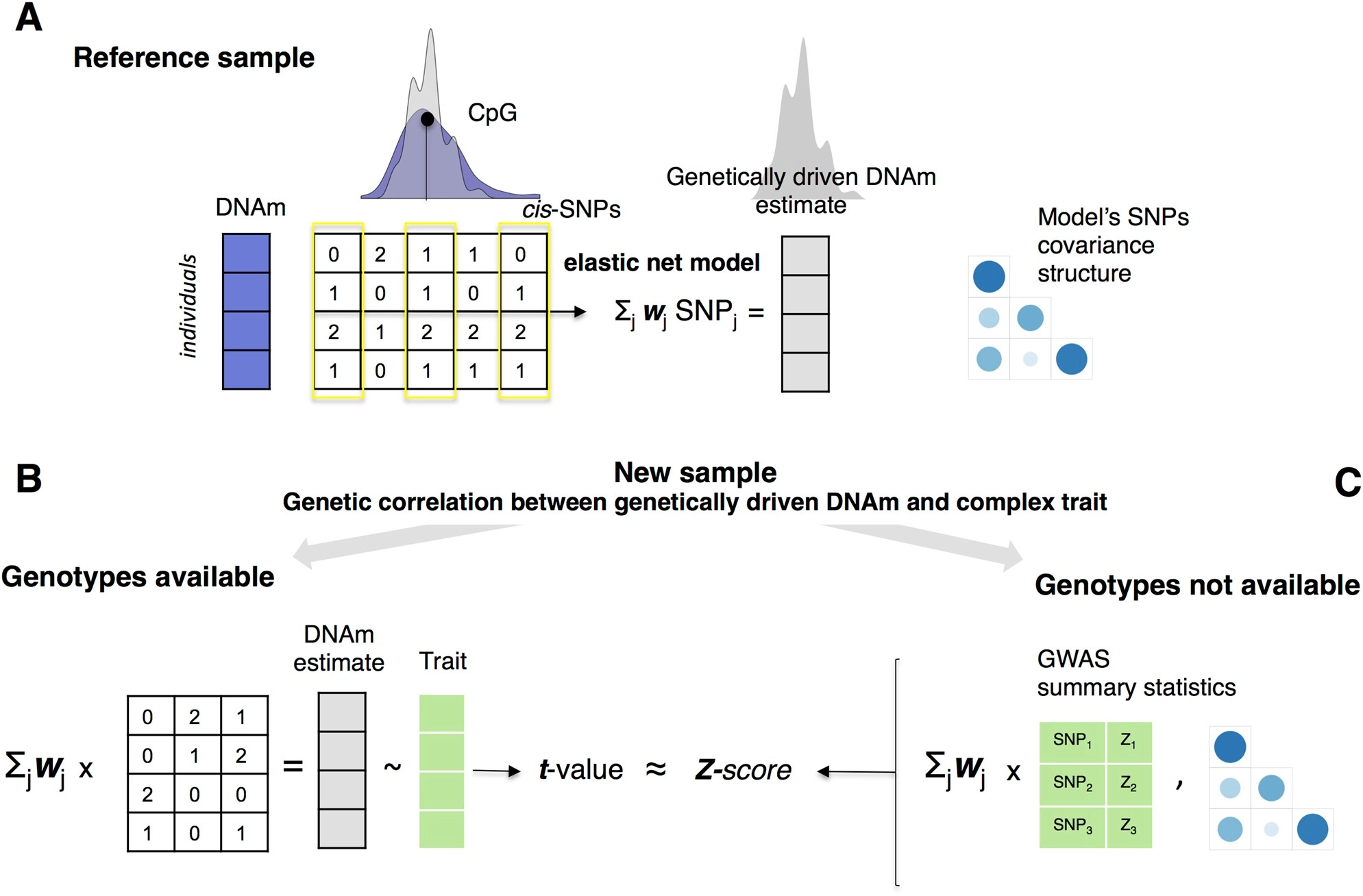 Genetic estimators of DNA methylation provide insights into the molecular basis of polygenic traits