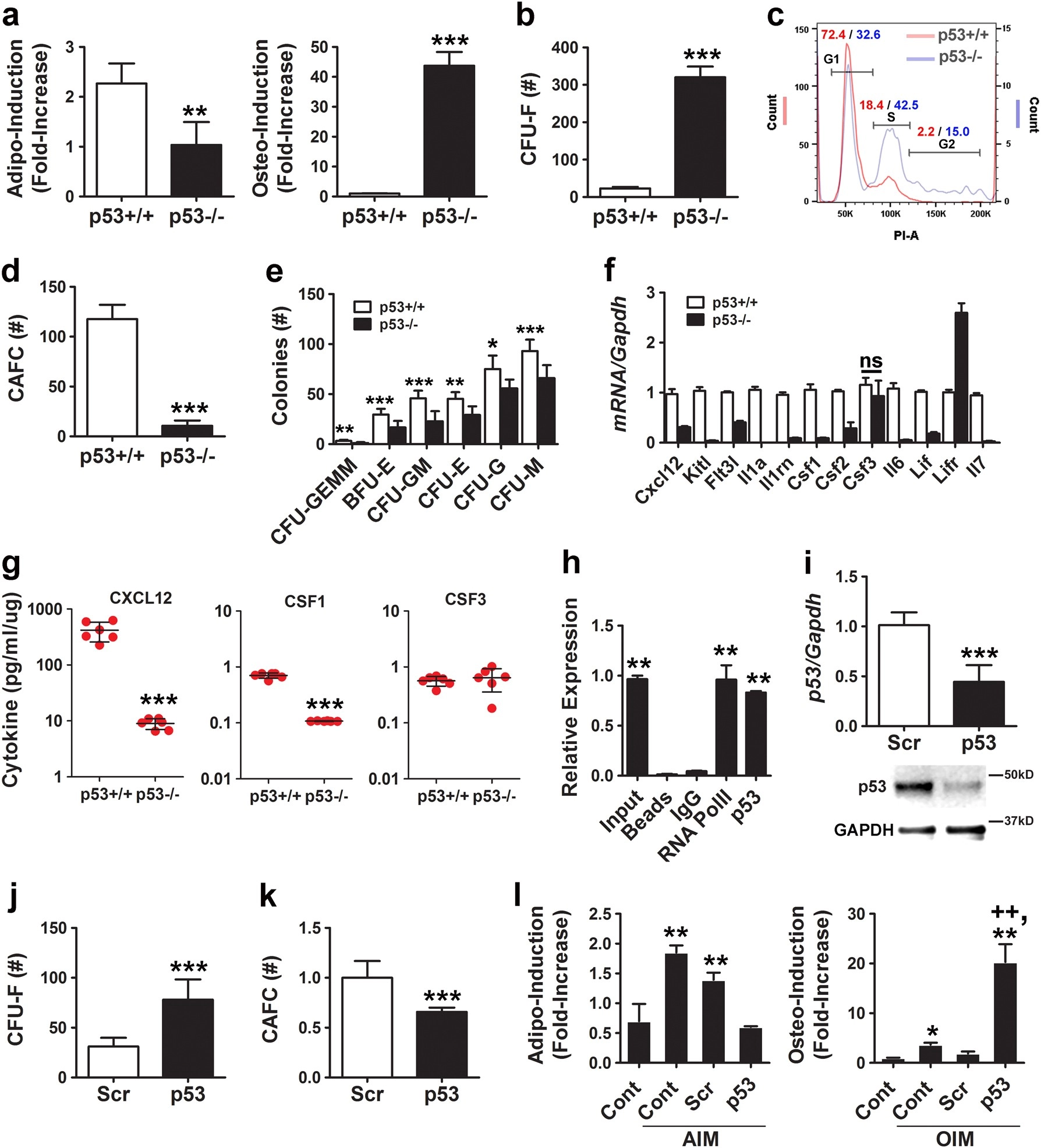 Basal p53 expression is indispensable for mesenchymal stem cell integrity