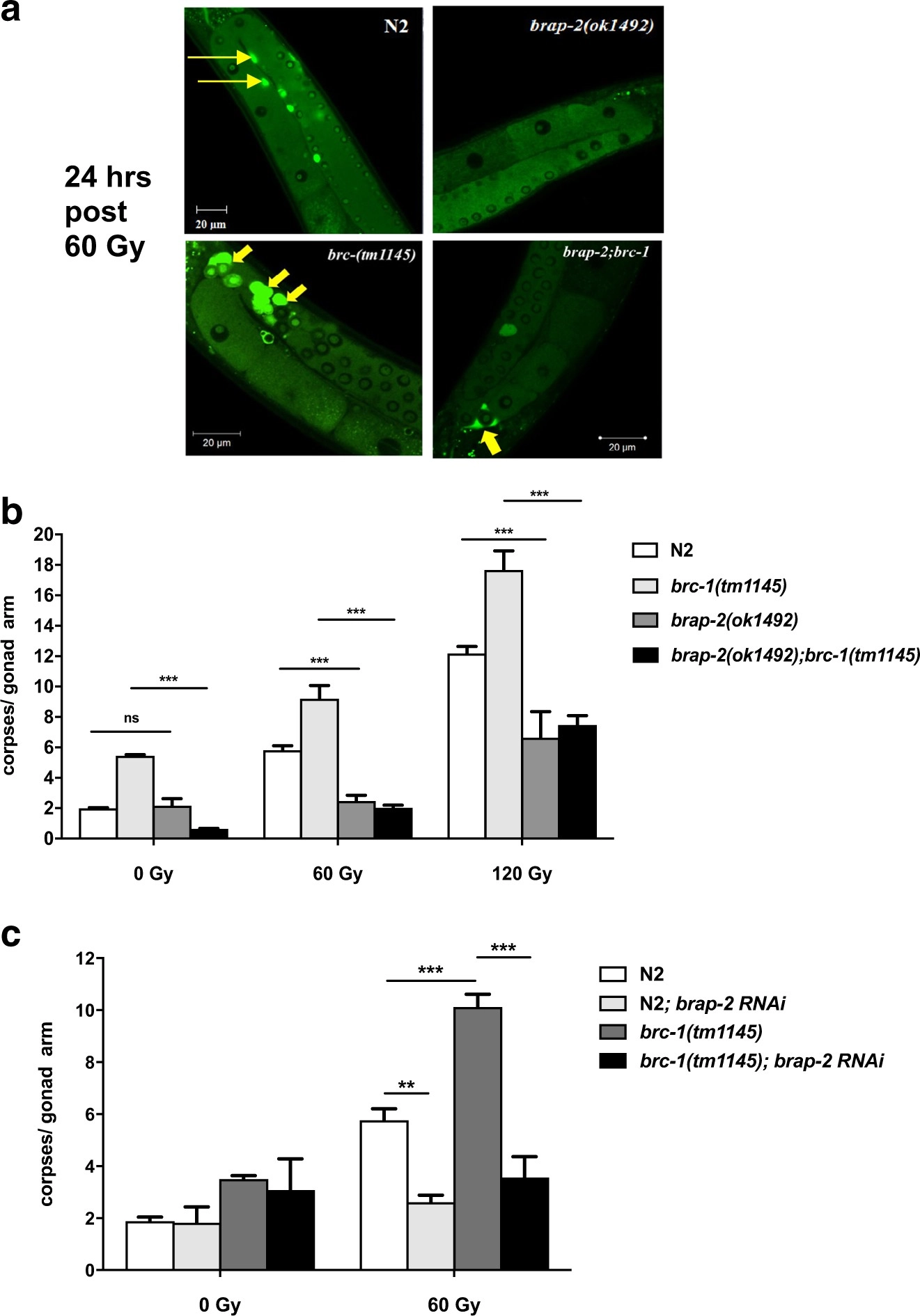 BRAP-2 promotes DNA damage induced germline apoptosis in C. elegans through the regulation of SKN-1 and AKT-1