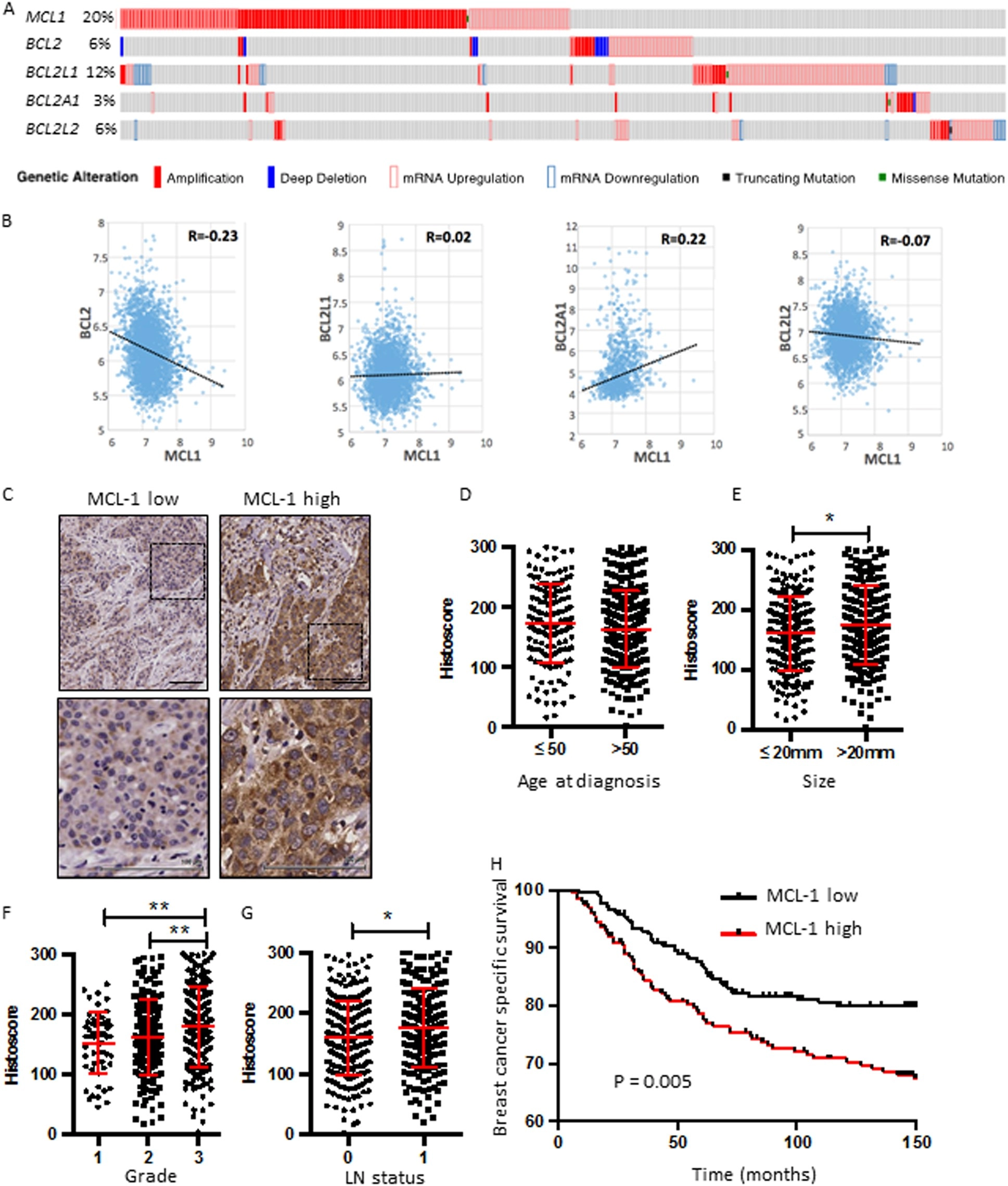 MCL-1 is a prognostic indicator and drug target in breast cancer