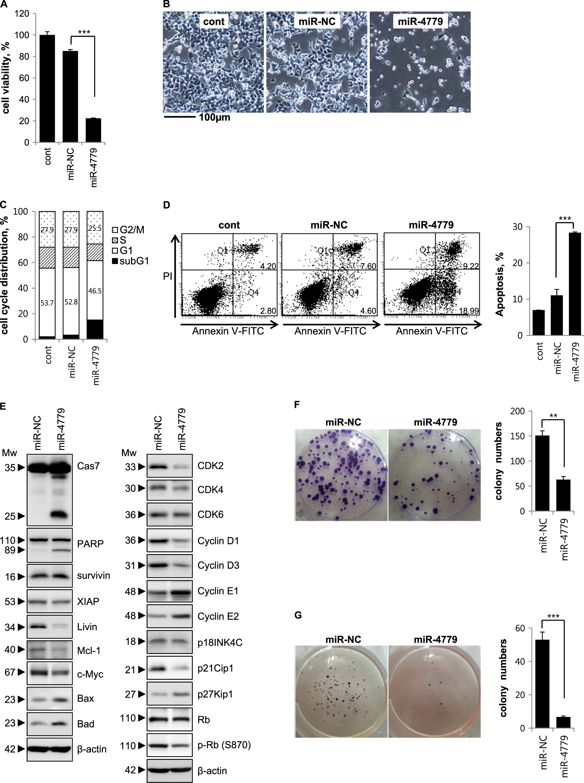 MicroRNA miR-4779 suppresses tumor growth by inducing apoptosis and cell cycle arrest through direct targeting of PAK2 and CCND3