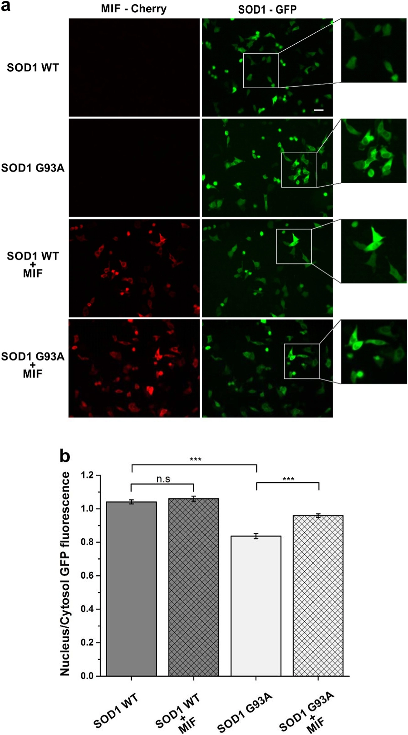MIF inhibits the formation and toxicity of misfolded SOD1 amyloid aggregates: implications for familial ALS