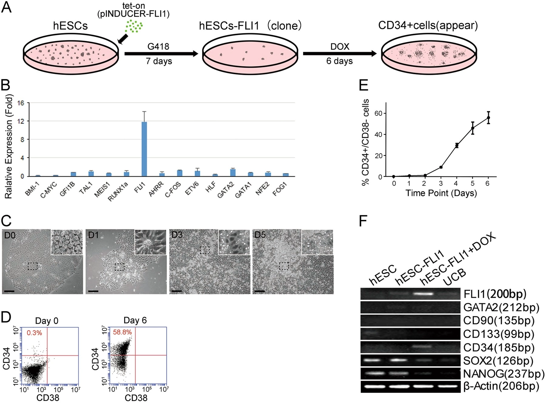 FLI1 and PKC co-activation promote highly efficient differentiation of human embryonic stem cells into endothelial-like cells