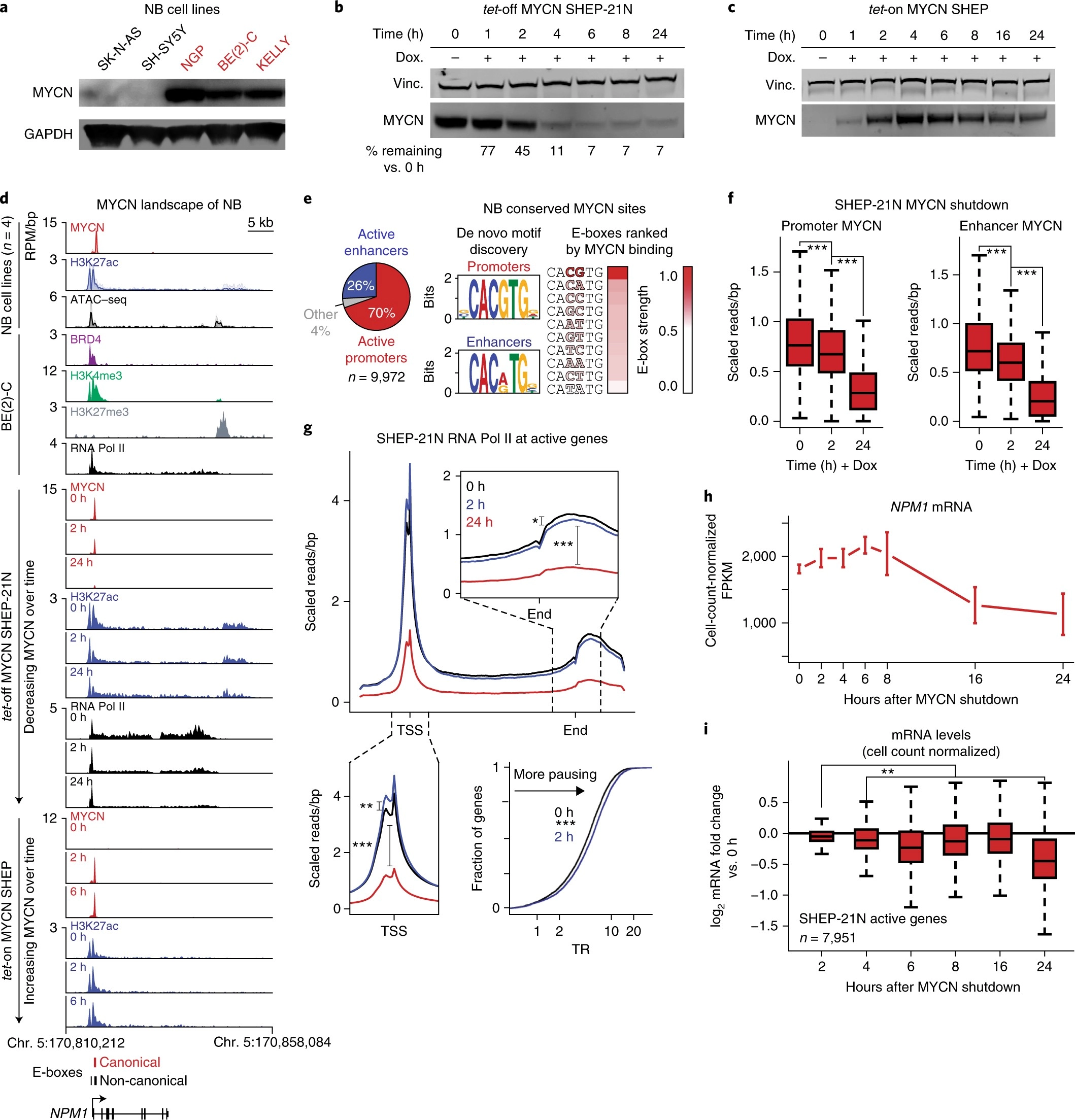 Enhancer invasion shapes MYCN-dependent transcriptional amplification in neuroblastoma