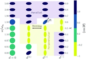 Modeling the mechanosensitivity of fast-crawling cells on cyclically stretched substrates