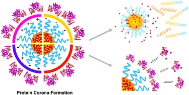 Interaction of functionalized nanoparticles with serum proteins and its impact on colloidal stability and cargo leaching