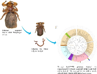 Comparative analysis of microbial community in the whole body and midgut from fully engorged and unfed female adult Melophagus ovinus