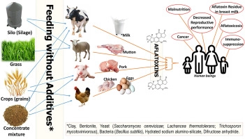 Mycotoxin toxicity and residue in animal products: Prevalence, consu