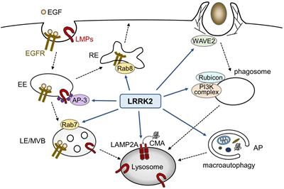 The Emerging Functions of LRRK2 and Rab GTPases in the Endolysosomal System