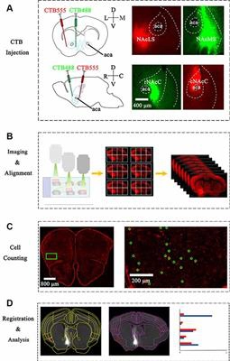 Brain-Wide Wapping of Afferent Inputs to Accumbens Nucleus Core Subdomains and Accumbens Nucleus Subnuclei