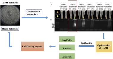 Development of a LAMP method for detecting the N75S mutant in SDHI-resistant <em>Corynespora cassiicola</em>