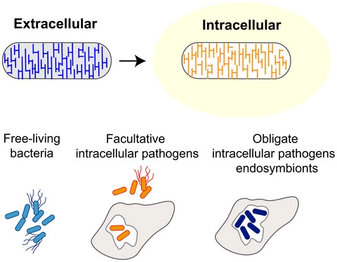 Building peptidoglycan inside eukaryotic cells: A view from symbiotic and pathogenic bacteria