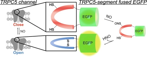 Fluorescence detection of the nitric oxide-induced structural change at the putative nitric oxide sensing segment of TRPC5