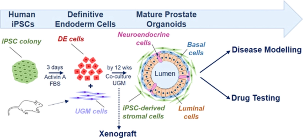 Propagation of human prostate tissue from induced pluripotent stem cells