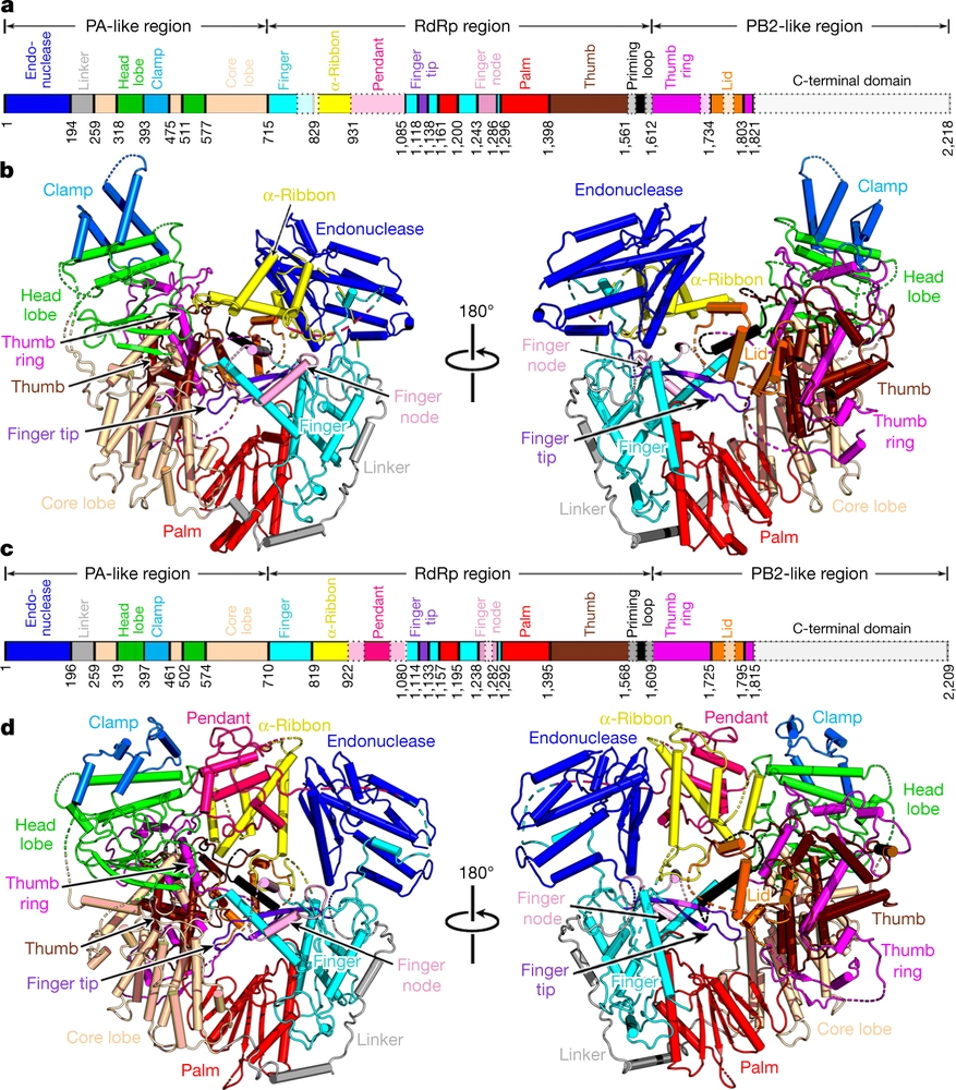 Structural insight into arenavirus replication machinery