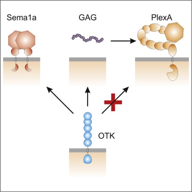 <em>Drosophila</em> OTK Is a Glycosaminoglycan-Binding Protein with High Conformational Flexibility