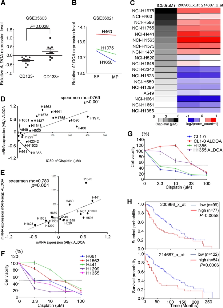 Nonenzymatic function of Aldolase A downregulates miR-145 to promote the Oct4/DUSP4/TRAF4 axis and the acquisition of lung cancer stemness