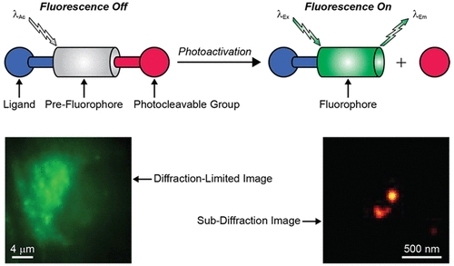 [ASAP] Live-Cell Imaging at the Nanoscale with Bioconjugatable and Photoactivatable Fluorophores