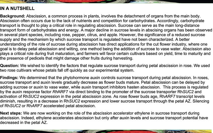 Auxin Regulates Sucrose Transport to Repress Petal Abscission in Rose (Rosa hybrida)