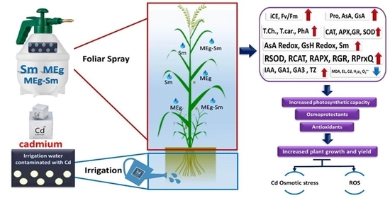Silymarin-Enriched Biostimulant Foliar Application Minimizes the Toxicity of Cadmium in Maize by Suppressing Oxidative Stress and Elevating Antioxidant Gene Expression