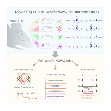 Differential NOVA2-Mediated Splicing in Excitatory and Inhibitory Neurons Regulates Cortical Development and Cerebellar Function