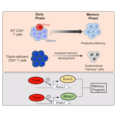 The Emergence and Functional Fitness of Memory CD4+ T Cells Require the Transcription Factor Thpok