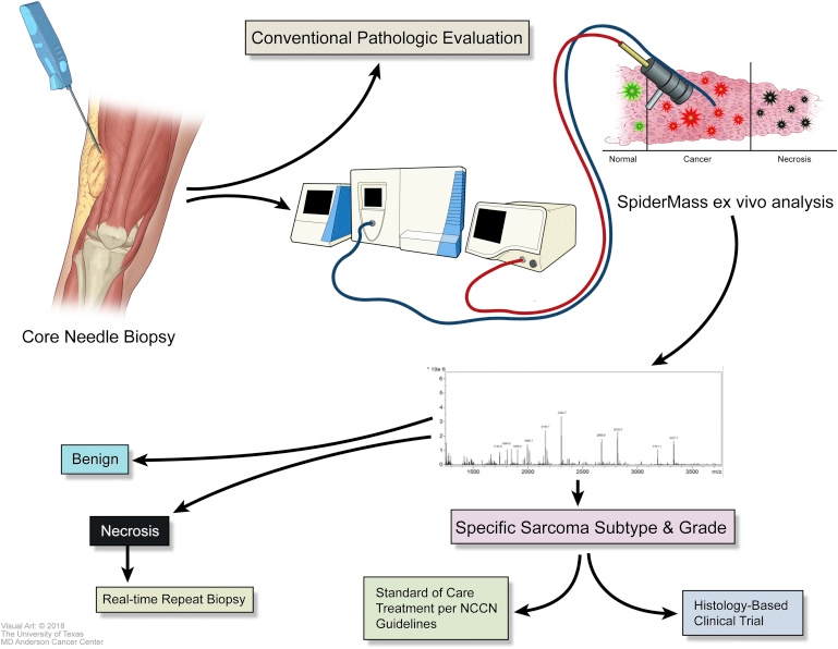 Accurate and Reproducible Diagnosis of Canine Soft Tissue Sarcoma Using Mass Spectrometry: A Step in the Right Direction
